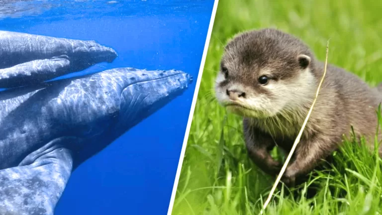 А вы знаете, как называются детёныши животных?