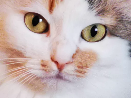 Тест о животных: Чего ты ещё не знаешь о кошках?