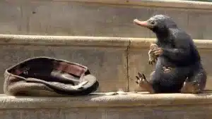 Сможете ли вы отличить фантастических тварей от реально существующих?