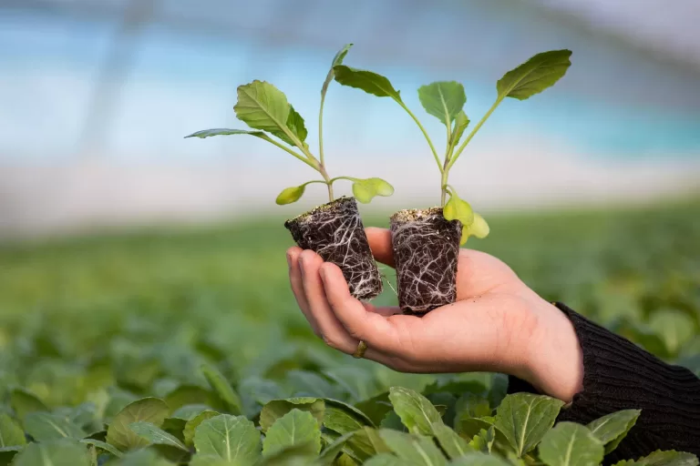 Вопросы по правильной посадке садово-огородных культур