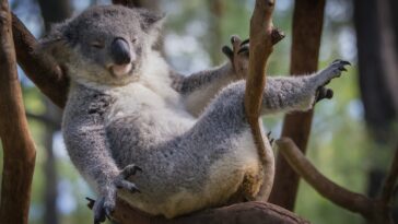 gray koala bear sitting on tree branch during daytime
