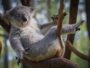 gray koala bear sitting on tree branch during daytime