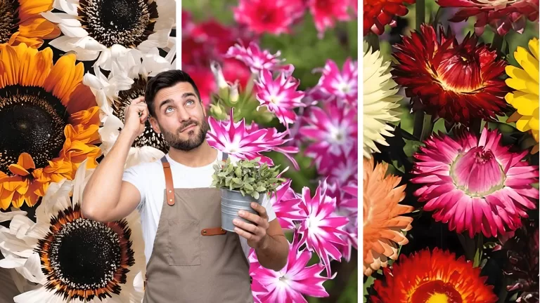 Сколько однолетников вы узнаете по фото?