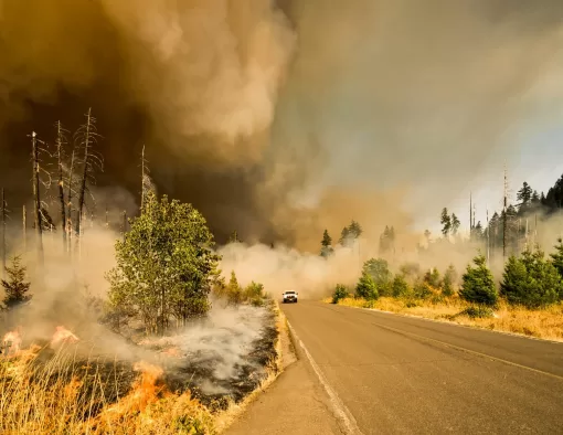 Сможете ли вы уберечь лес от пожара? Проверьте свои знания с помощью теста