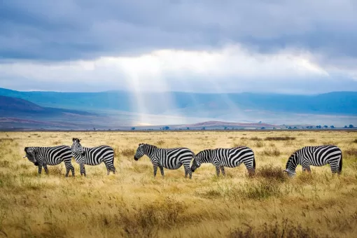 Тест о зебрах в природе и культуре