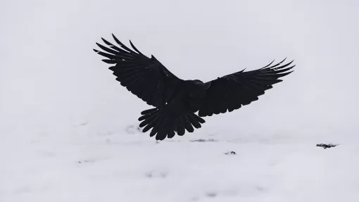 Тест по русской народной песне «Чёрный ворон»