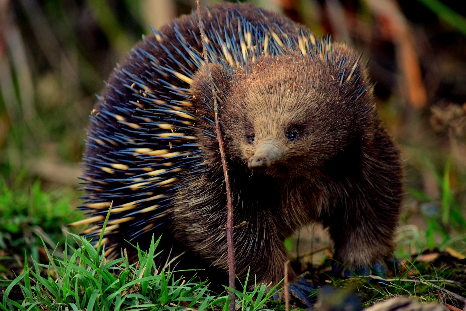 brown and black hedgehog on green grass during daytime