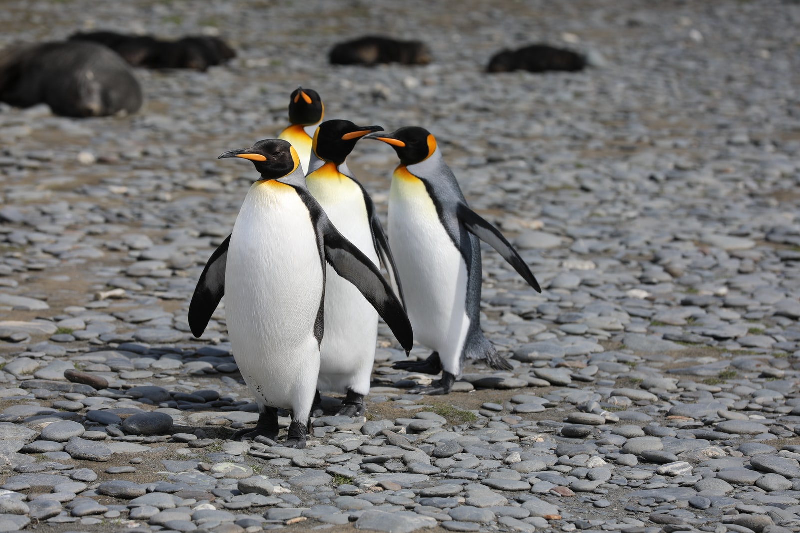 Пингвин и лето