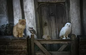 Вы угадаете персонажа Гарри Поттера по его питомцу?