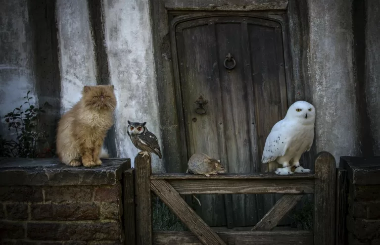 Вы угадаете персонажа Гарри Поттера по его питомцу?