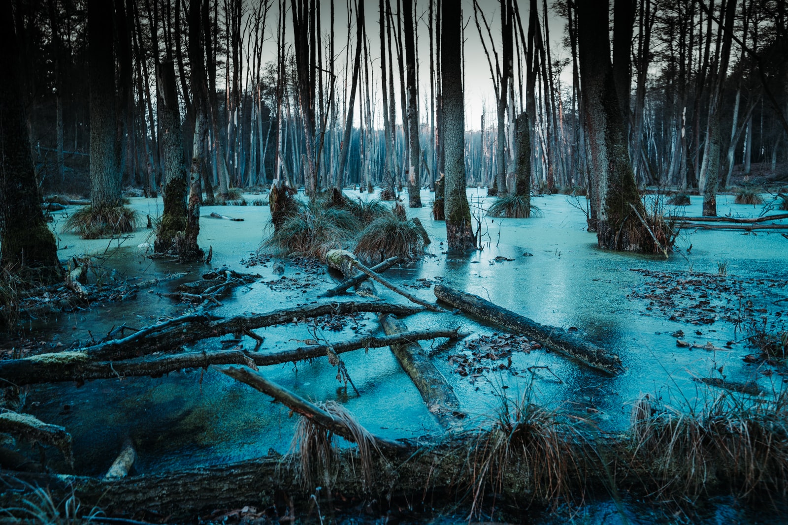 Жуткий лес болото