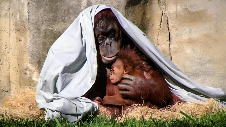 Интересные факты о животных, которые знают далеко не все