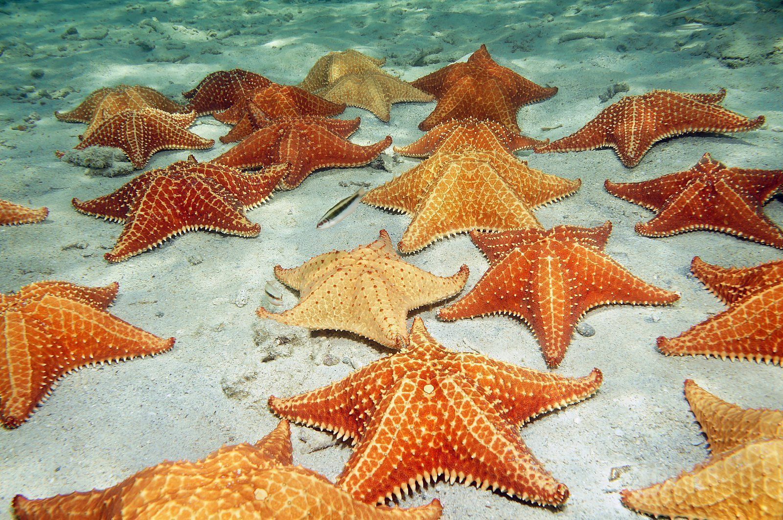 Estrellas de mar disecadas