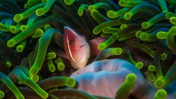 orange and white clown fish on green and white coral reef