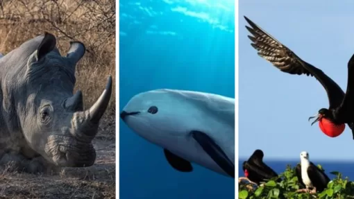 Тест для знатоков: сможете ответить на все 7 вопросов о редких животных?