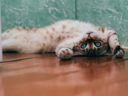 Тест: Как хорошо вы разбираетесь в породах кошек?