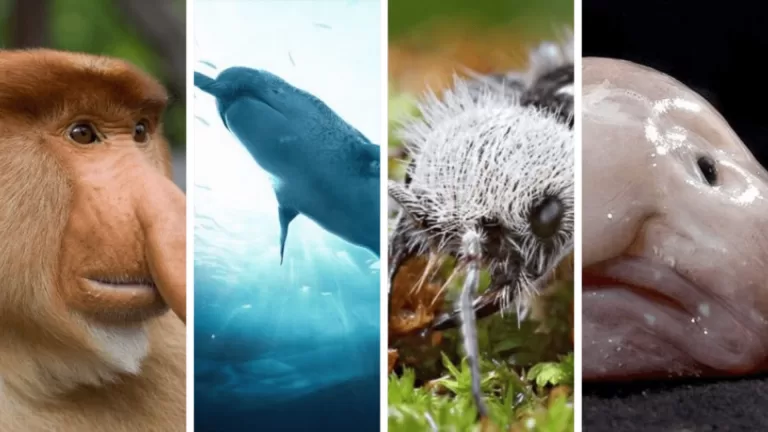 Только зоолог сможет набрать 10/10