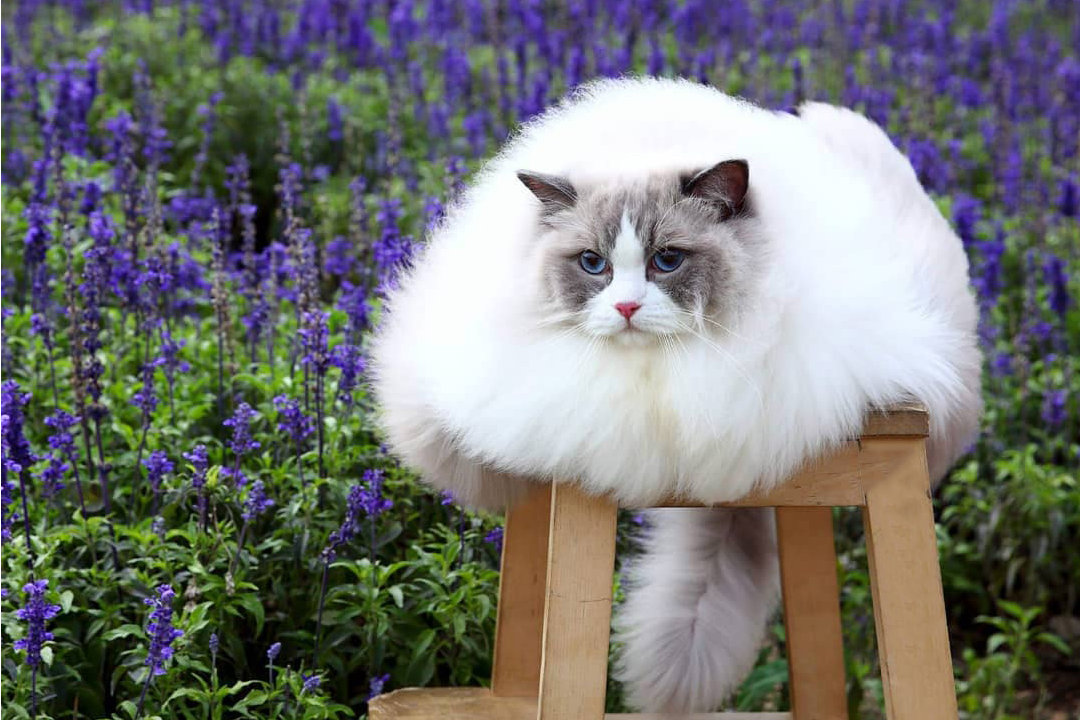 Какая порода кошек вам подходит? – Популярные Тесты - Ustaliy.ru