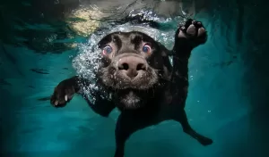 Сможете ли вы узнать этих наземных животных, когда они плавают в воде?