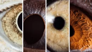 Угадай животное по макроснимку его глаза