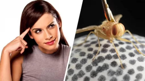 Тест: узнайте невероятные факты о насекомых и животных