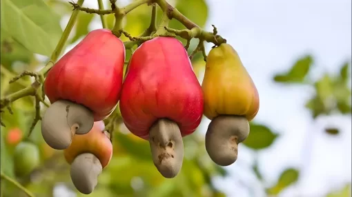 Тест: Вы уверены, что знаете, где растут все эти плоды?