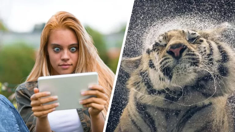 Это картинка или фотография? Проверь свою наблюдательность