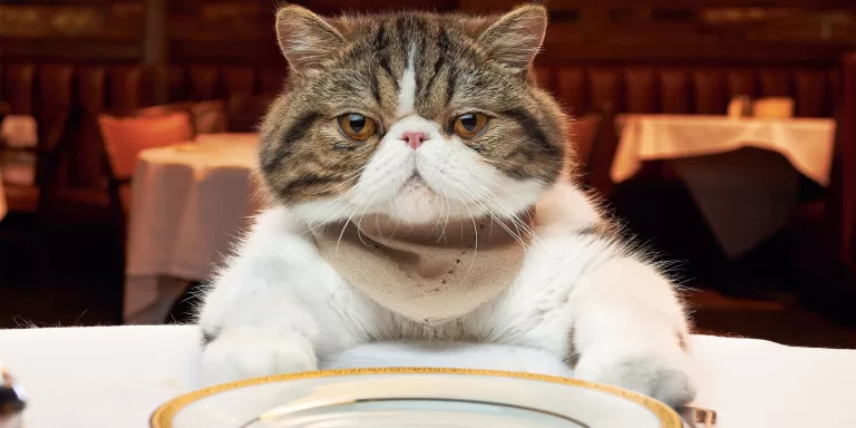 Проверь свою эрудицию в кулинарии