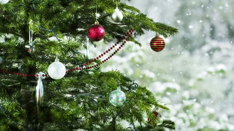 Какую ёлку вам выбрать к Новому году?