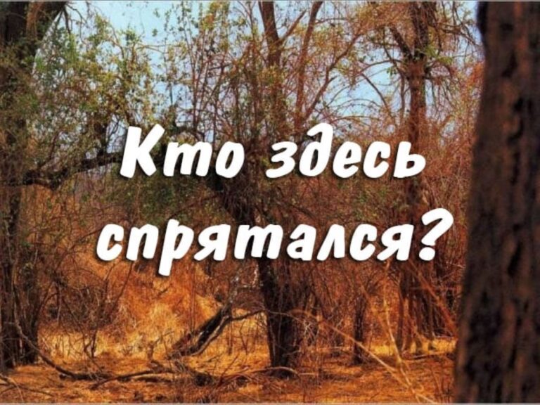 Тест: Сможете ли вы найти всех замаскированных представителей фауны на этих фото?