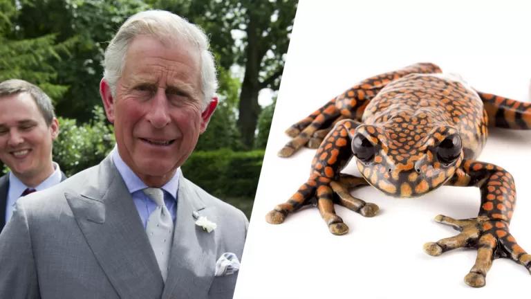 Какие животные названы в честь знаменитостей?