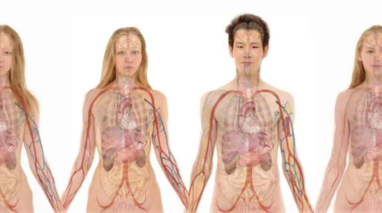 Большой тест на знание анатомии тела человека