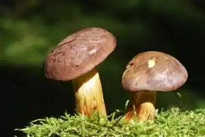 Вопросы про грибы: Съедобный или ядовитый?