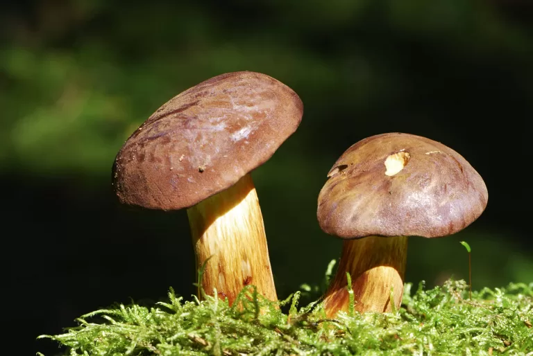 Вопросы про грибы: Съедобный или ядовитый?