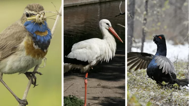 Что это за птица? Определите по картинке