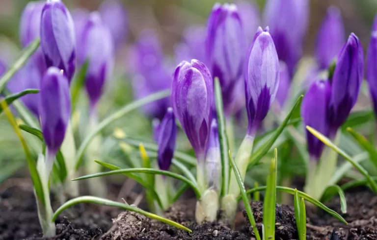 Угадаете луковичный первоцвет по фотографии?