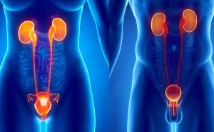 Вопросы по урологии: Аномалии мочеполовых органов