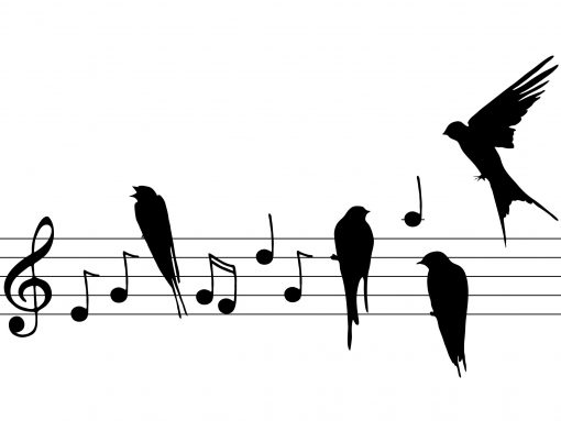 Тест: Узнаешь птиц по голосам?