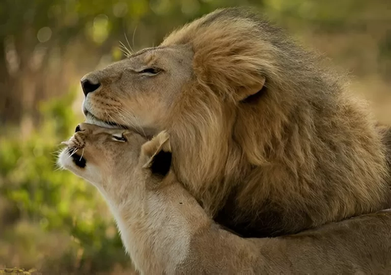 Каким животным вы были в прошлой жизни?