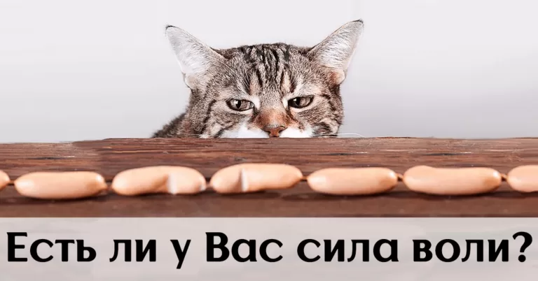 Проверка силы воли: кто ты – кремень или желе?