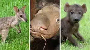 Угадаете животное по его детёнышу?