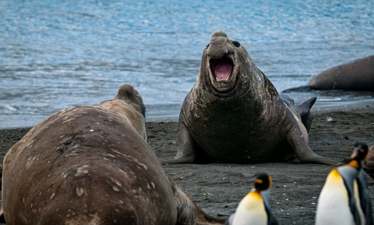 Гиганты природы: Угадайте вес самых крупных животных нашей планеты!