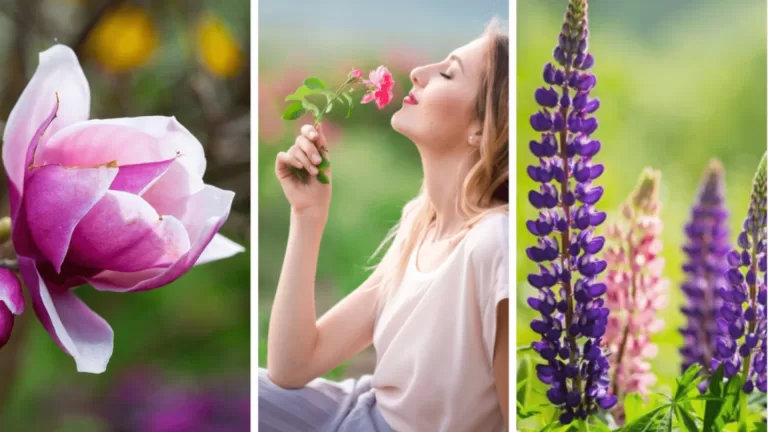 Сможете ли вы угадать названия 30 цветов по фото?