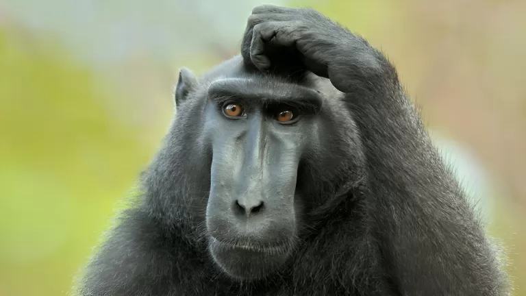 Вопррсы для тех, кто думает, что знает о животных всё