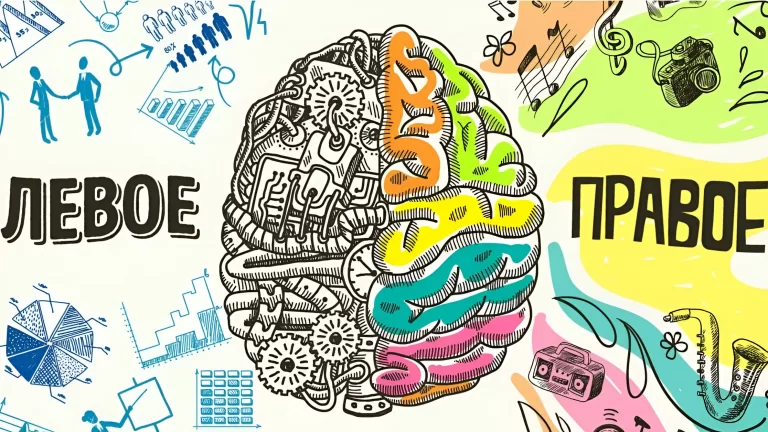 Какое полушарие мозга у вас доминирует?