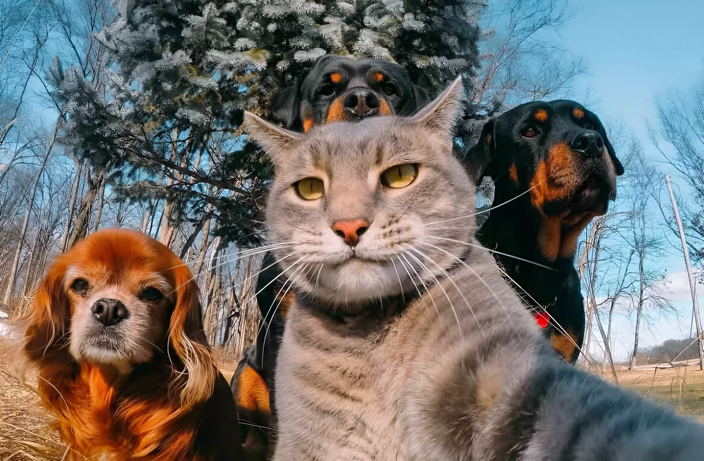 Cat in a dogs world. Кот селфи. Веселые животные. Селфи кота с собаками. Селфи кошки с собаками.