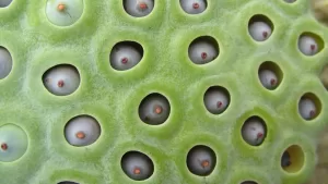 Тест по дырочкам: Страдаете ли вы трипофобией?