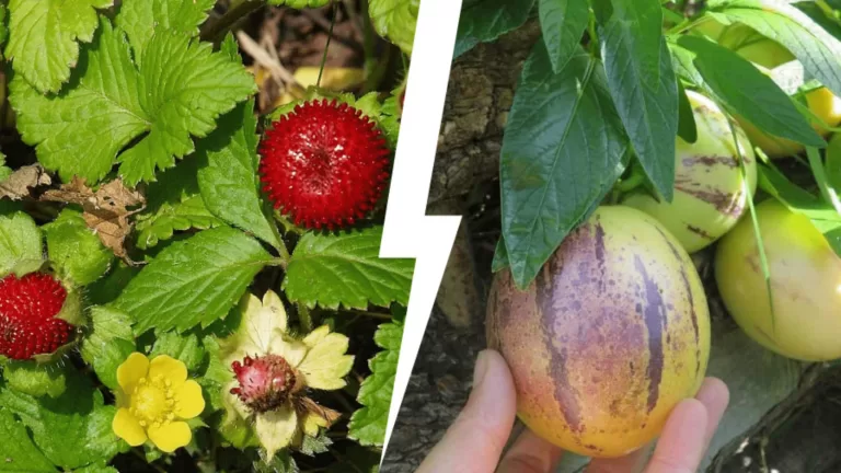 Проверь, сможешь ли ты отличить съедобные и несъедобные зелень, ягоды и другие плоды