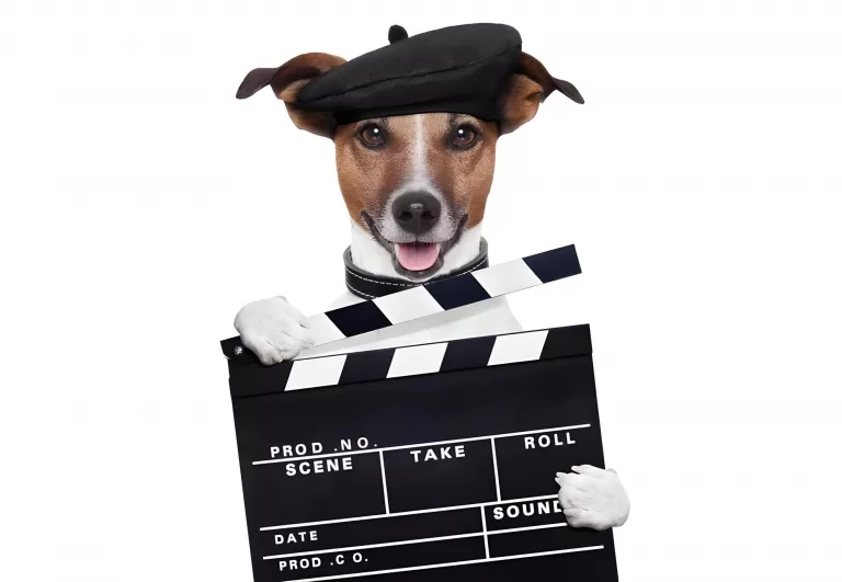 Только 1 из 10 настоящих любителей собак справится с этими силуэтами