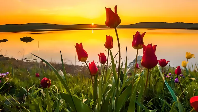 Угадай тюльпан. Вопросы для любителей тюльпанов